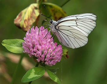 Aporia crataegi